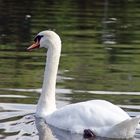 Der stolze Schwan 2