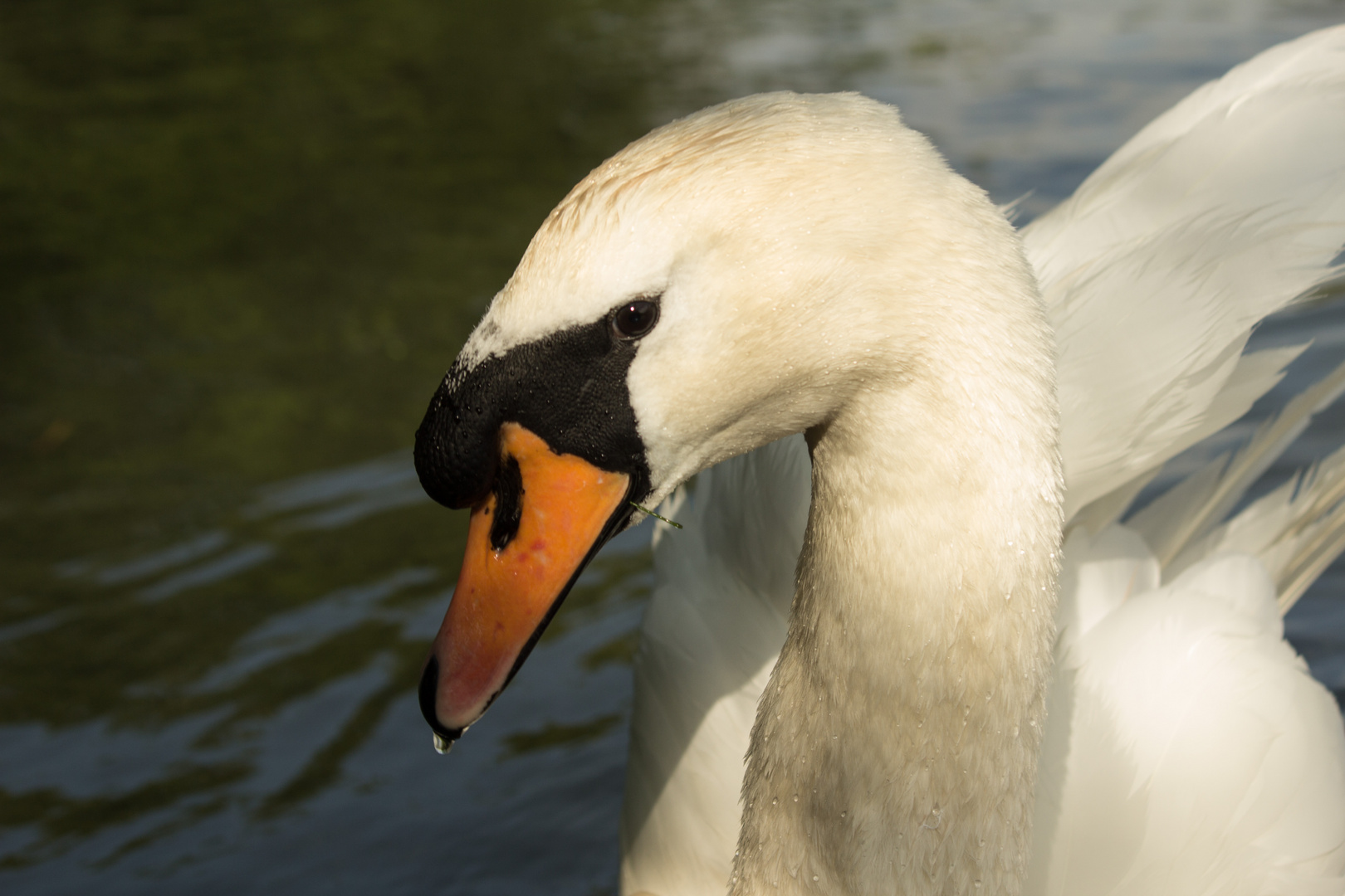 Der stolze Schwan