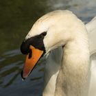 Der stolze Schwan