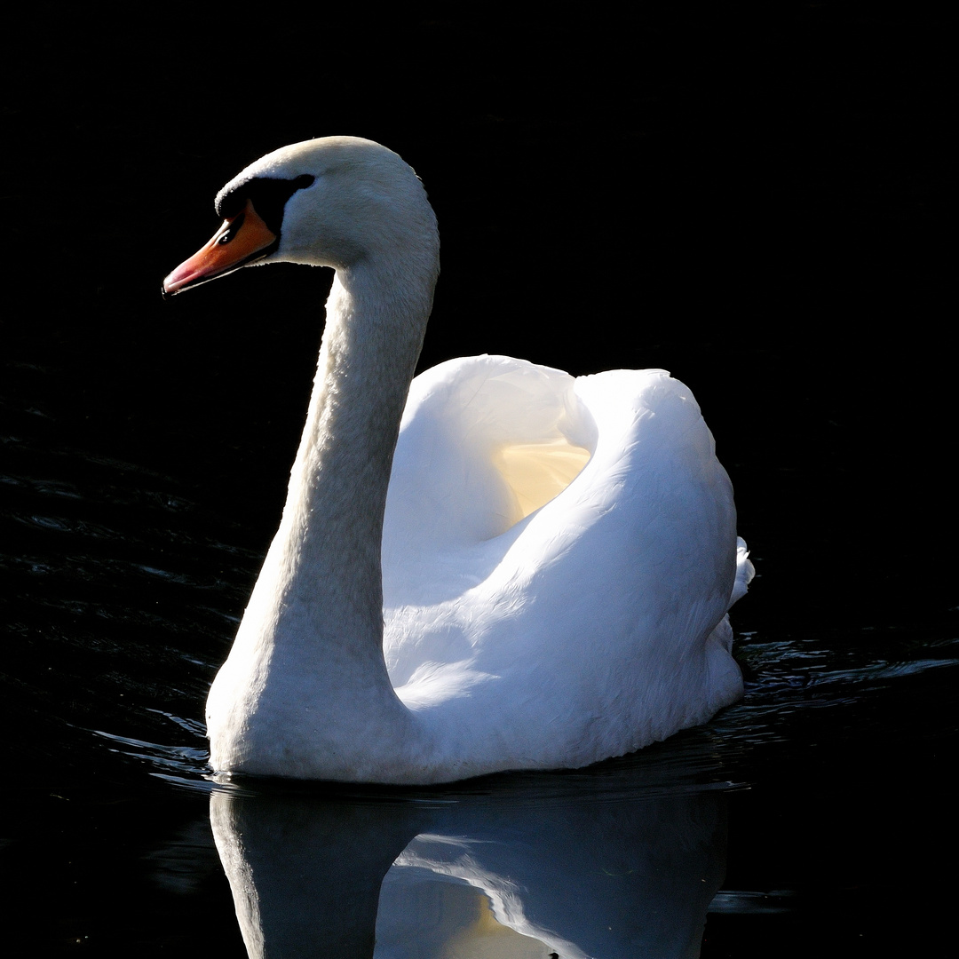 Der stolze Schwan