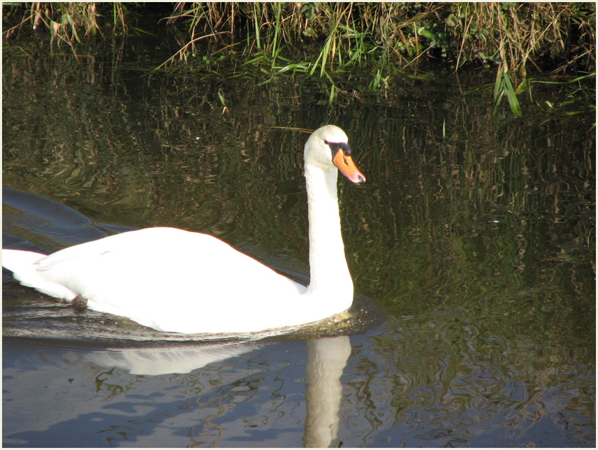 Der stolze Schwan