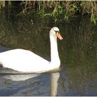 Der stolze Schwan