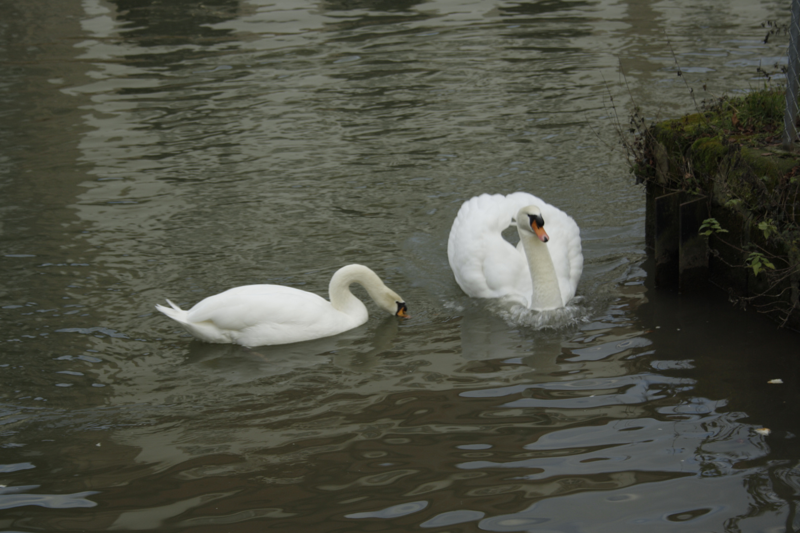 Der stolze Schwan