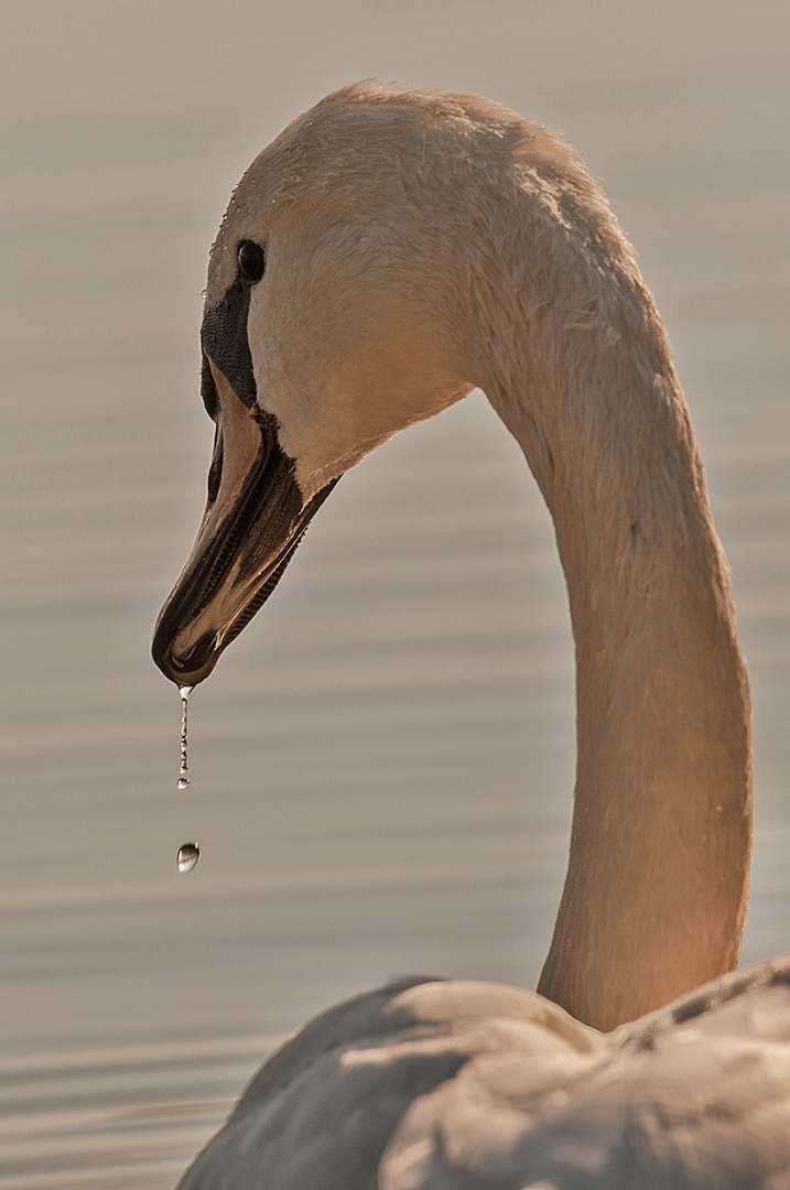 der stolze Schwan