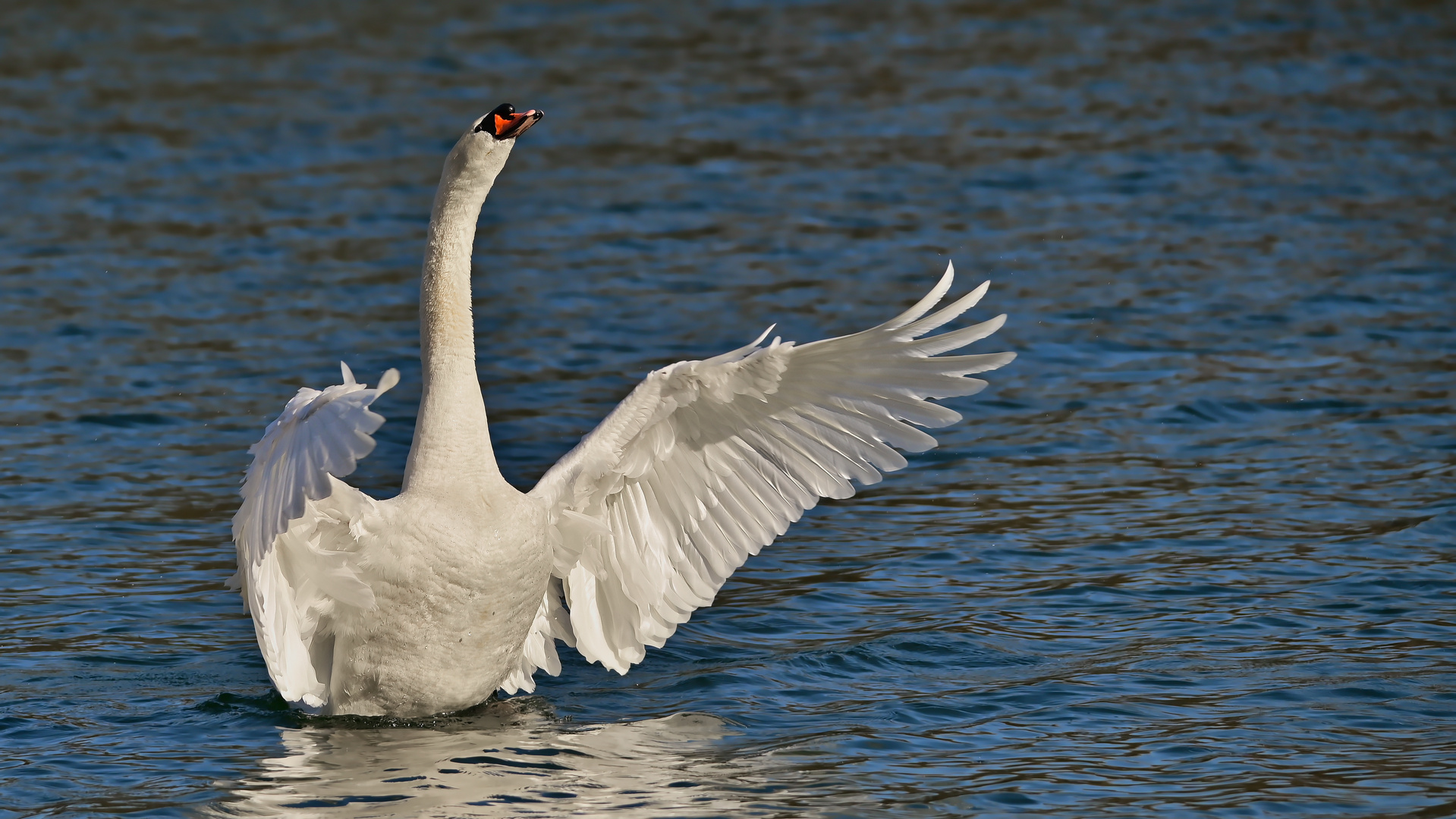 Der stolze Schwan