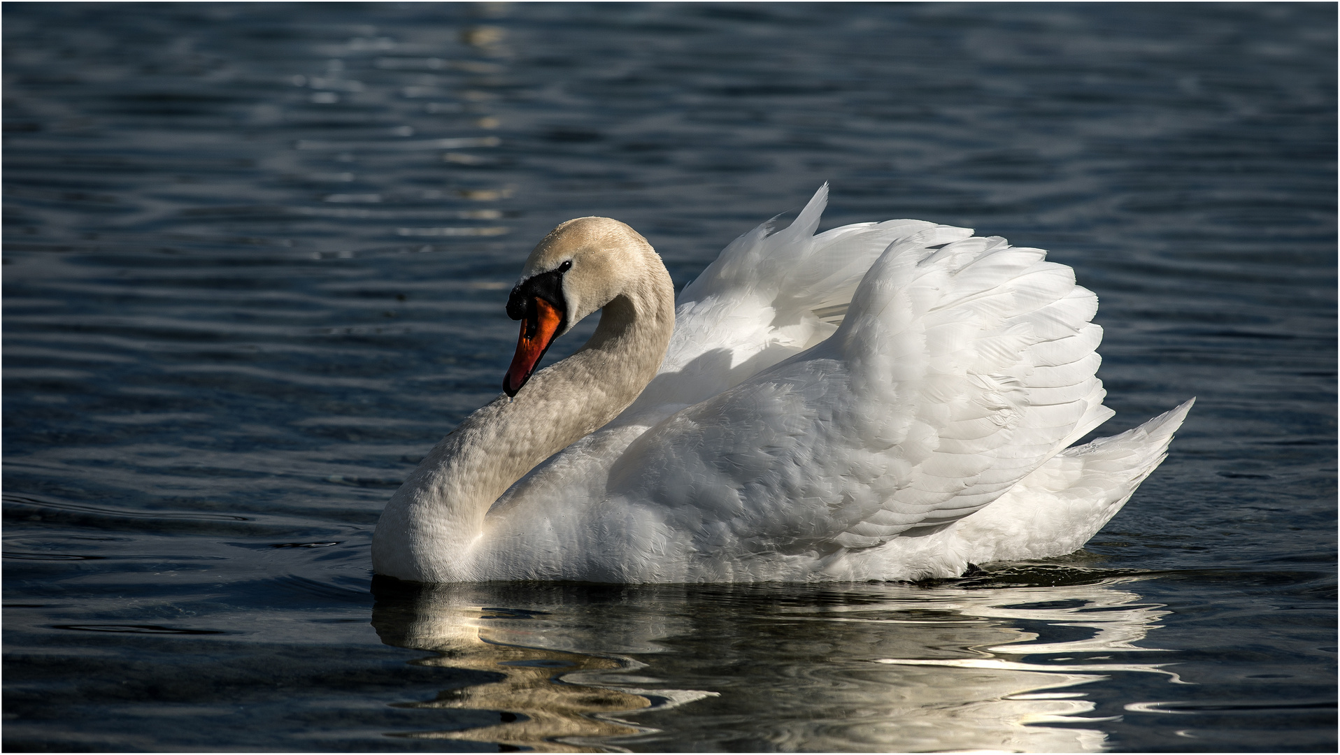 Der stolze Schwan