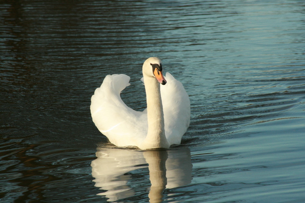 Der stolze Schwan