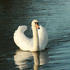 Der stolze Schwan