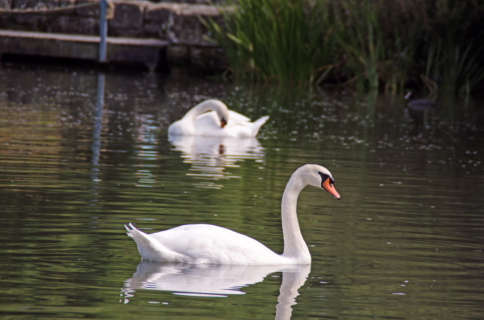 Der stolze Schwan