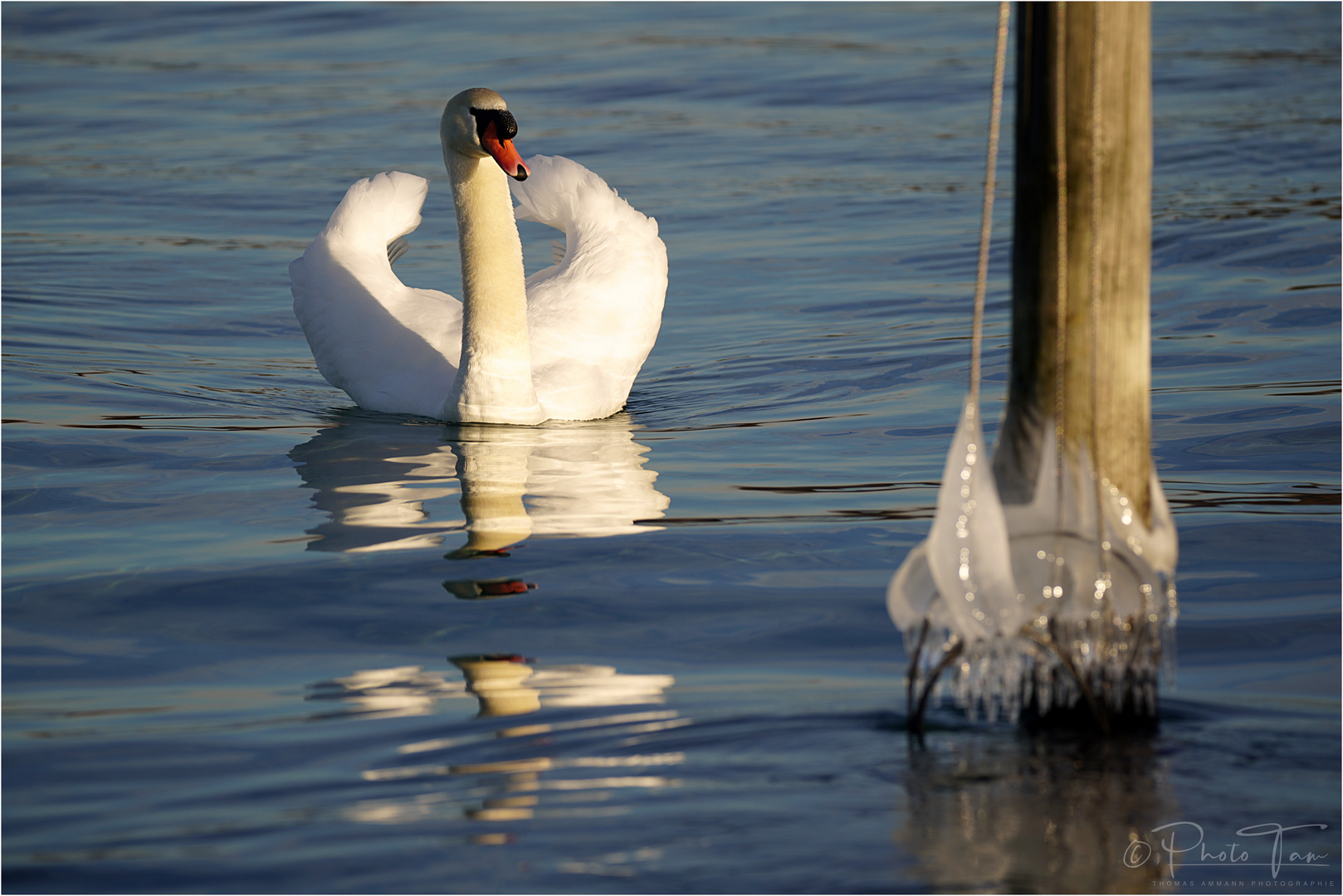 Der stolze Schwan