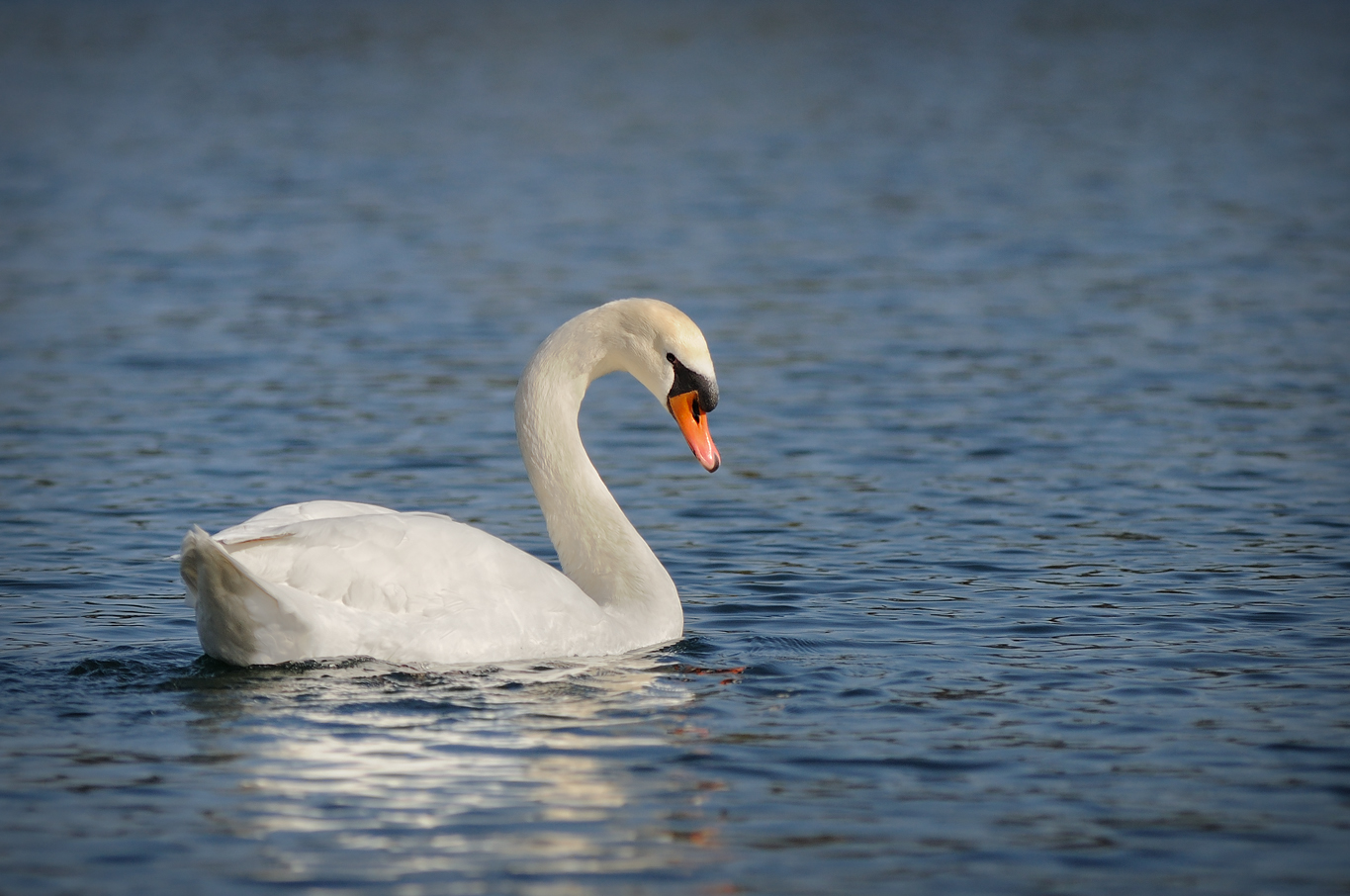 Der stolze Schwan ...