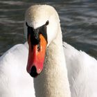 der stolze schwan