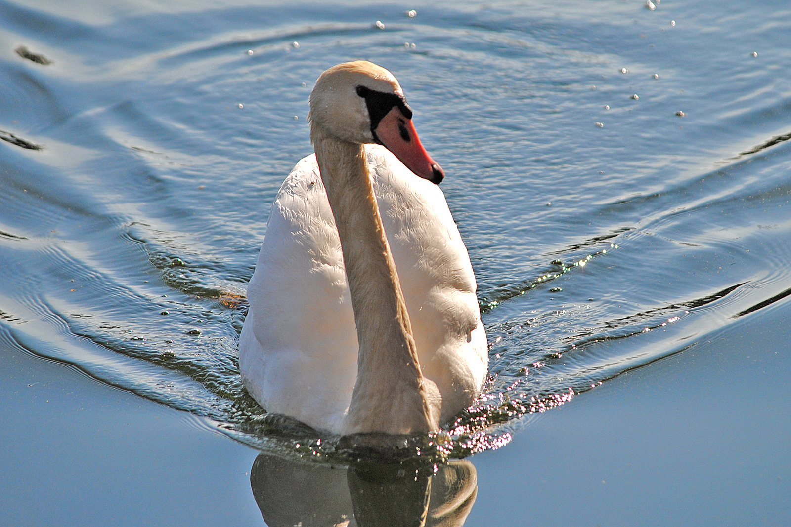 Der stolze Schwan