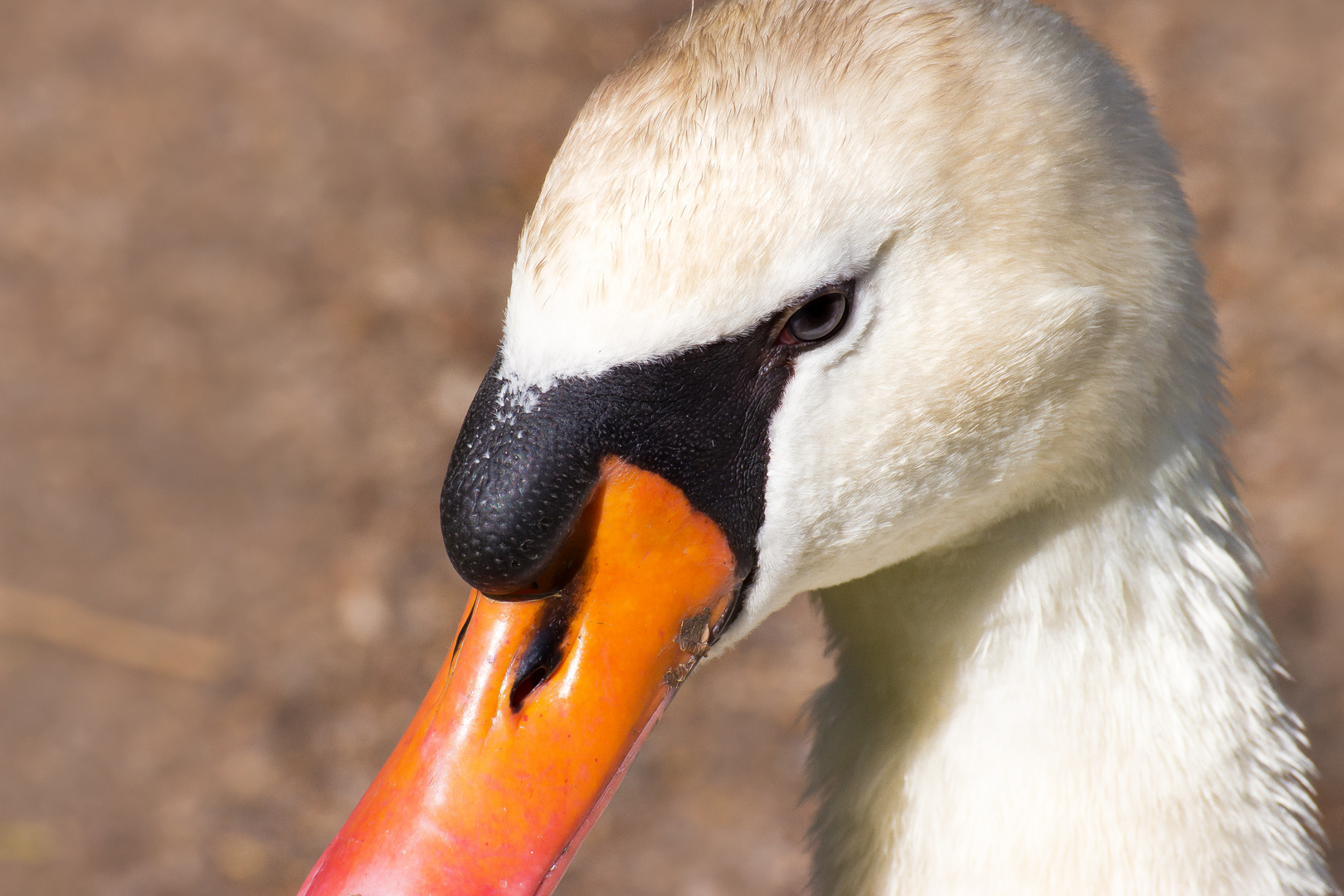 Der stolze Schwan