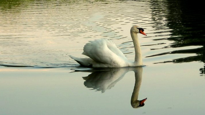 der stolze Schwan