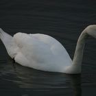 Der stolze Schwan in der Abenddämmerung