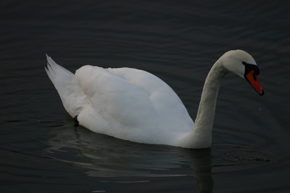 Der stolze Schwan in der Abenddämmerung