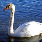 "Der stolze Schwan von Pferdchen Fotografie"