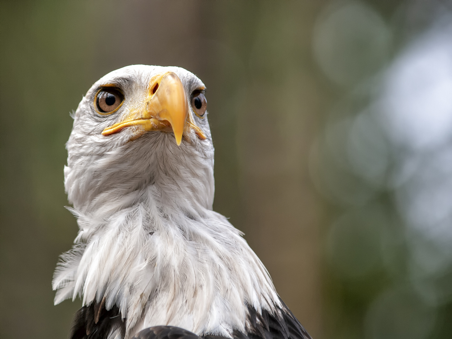 Der stolze Seeadler