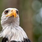 Der stolze Seeadler