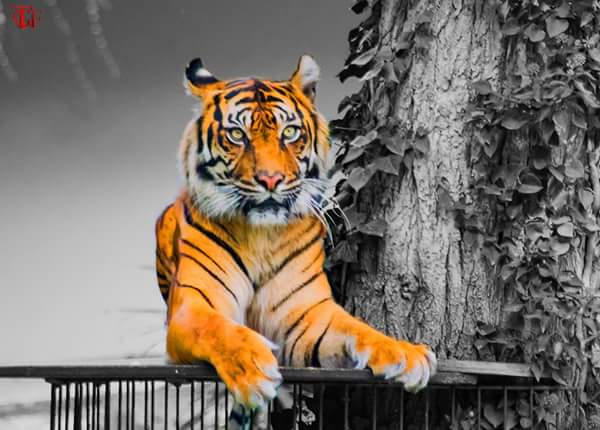 Der stolze Tiger gefangen im Zoo