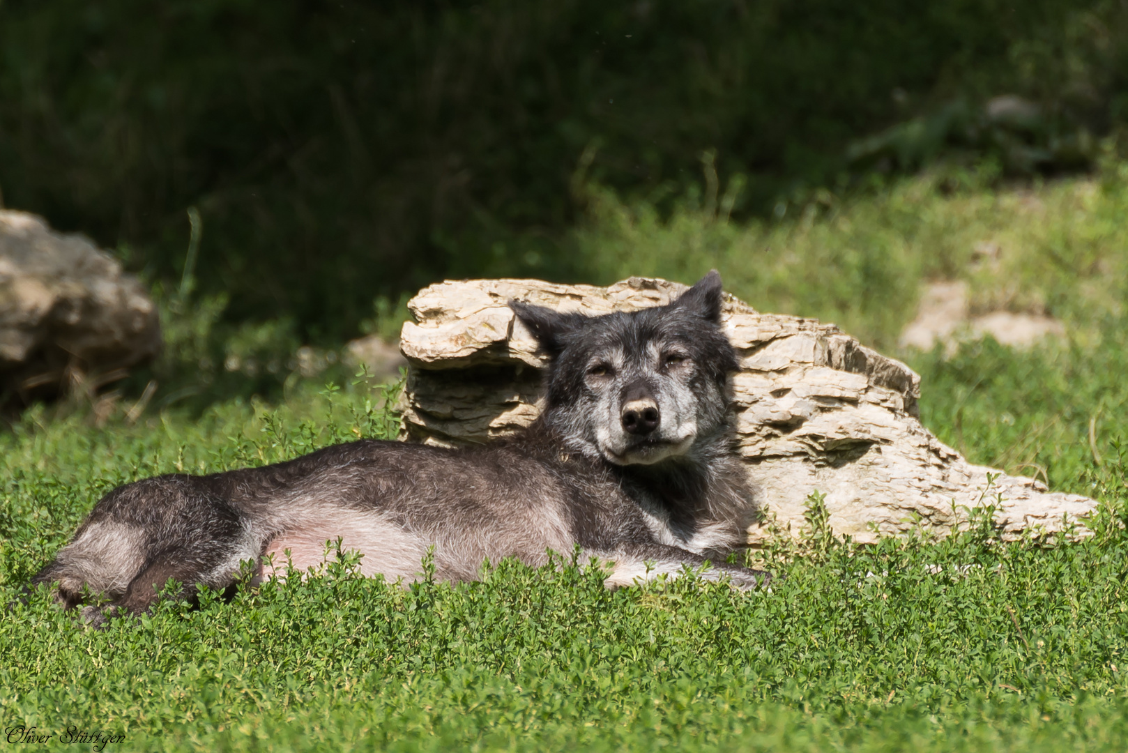  Der Stolze Timberwolf faulenzt am Steinbrocken ......