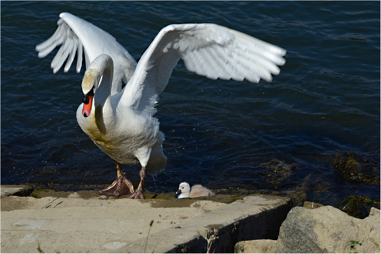 der stolze Vater