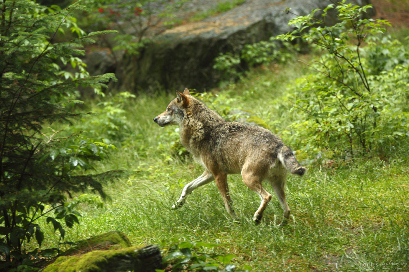 Der stolze Wolf