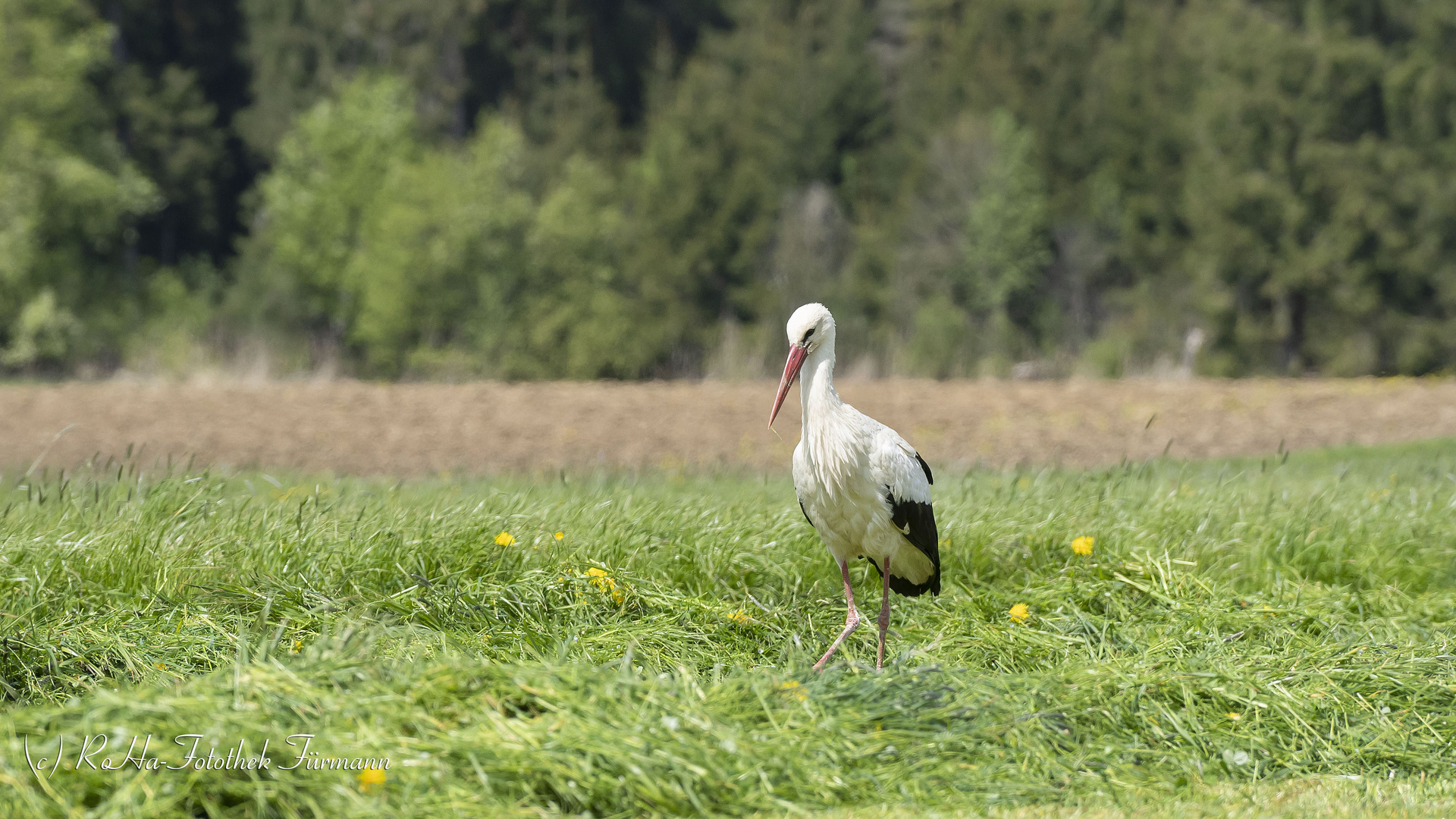 der stolzierende Storch