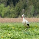 der stolzierende Storch