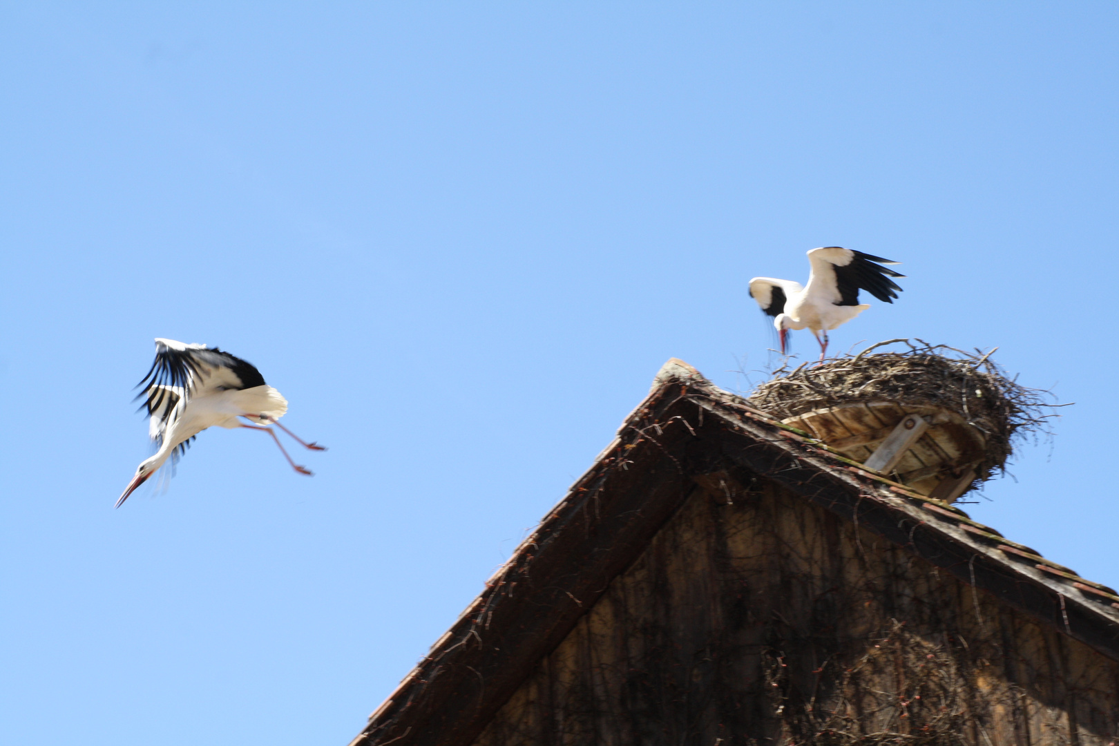 Der Storch