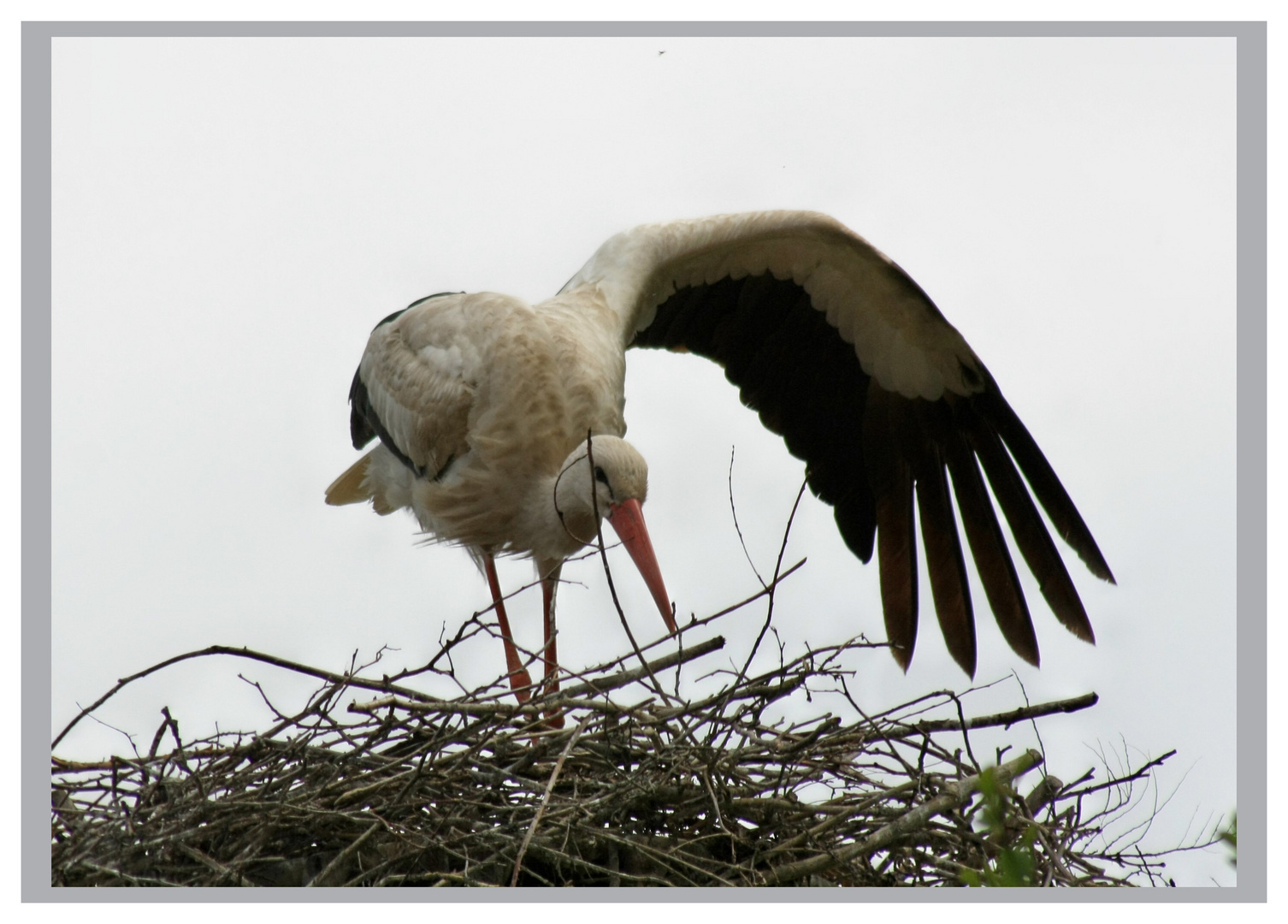 Der Storch