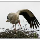 Der Storch