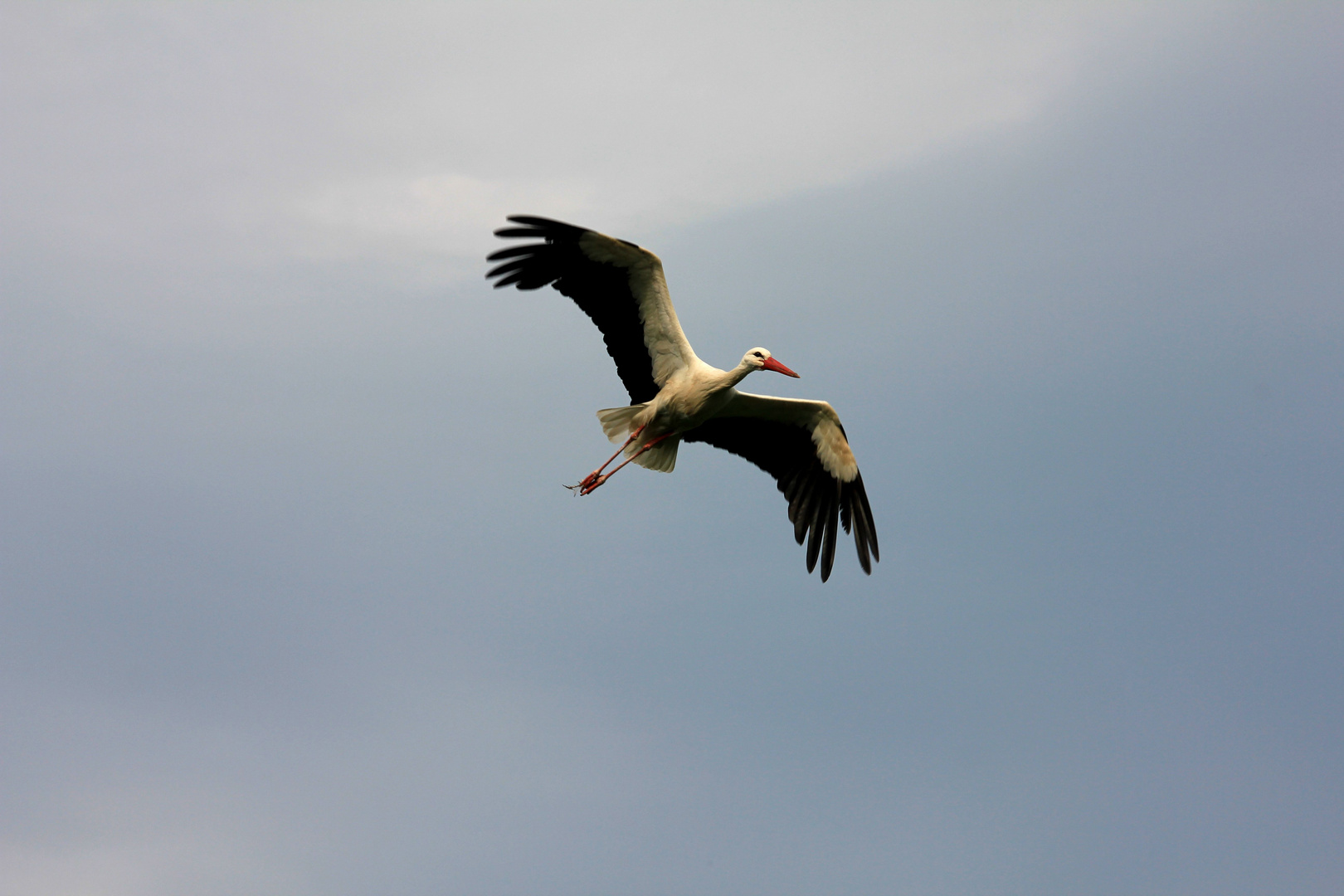 Der Storch #1