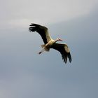 Der Storch #1