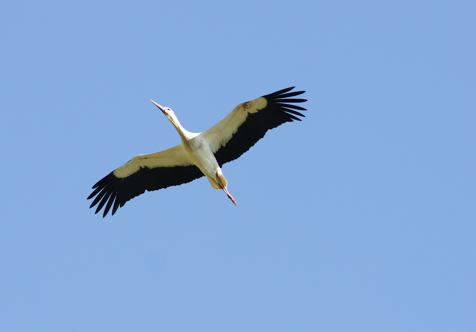 Der Storch