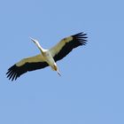 Der Storch