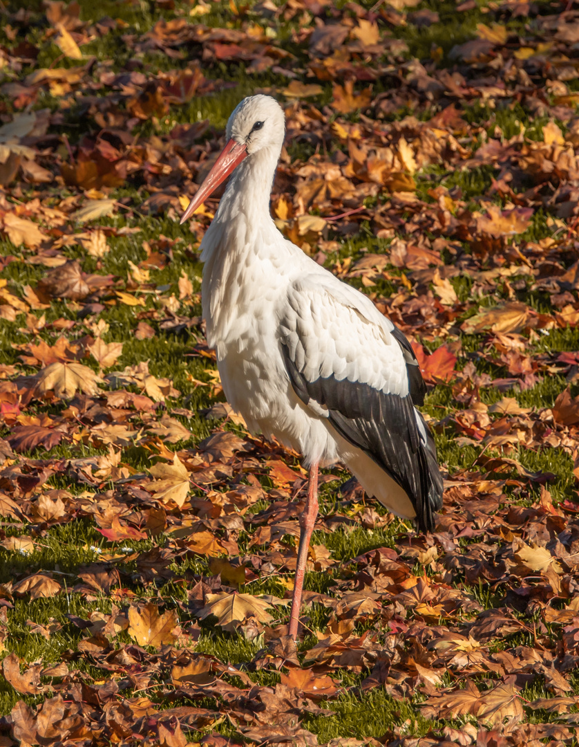 Der Storch...