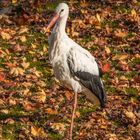 Der Storch...