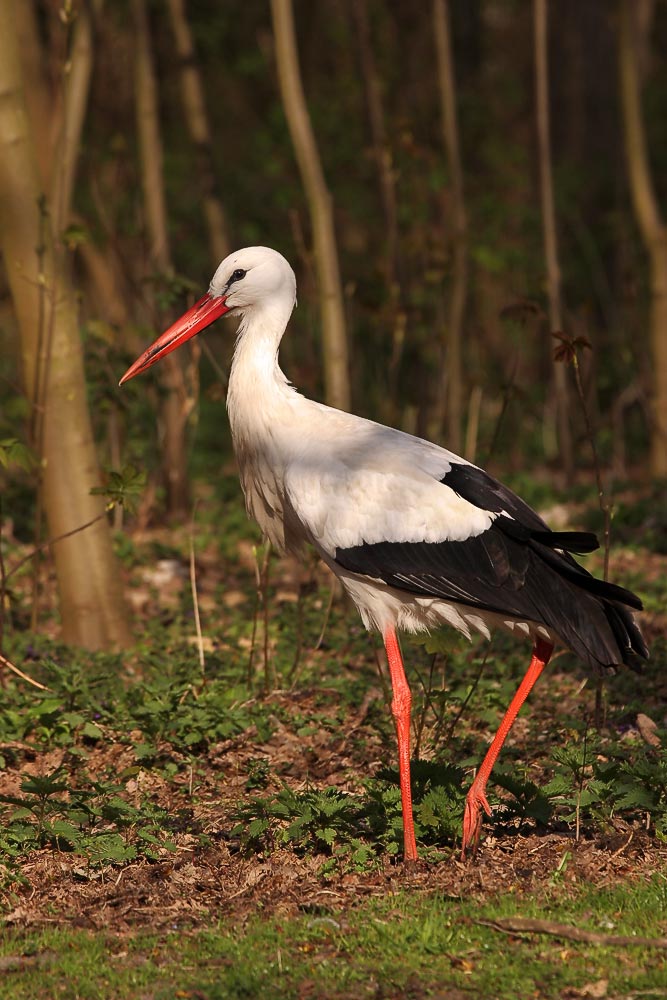 Der Storch