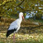 Der Storch