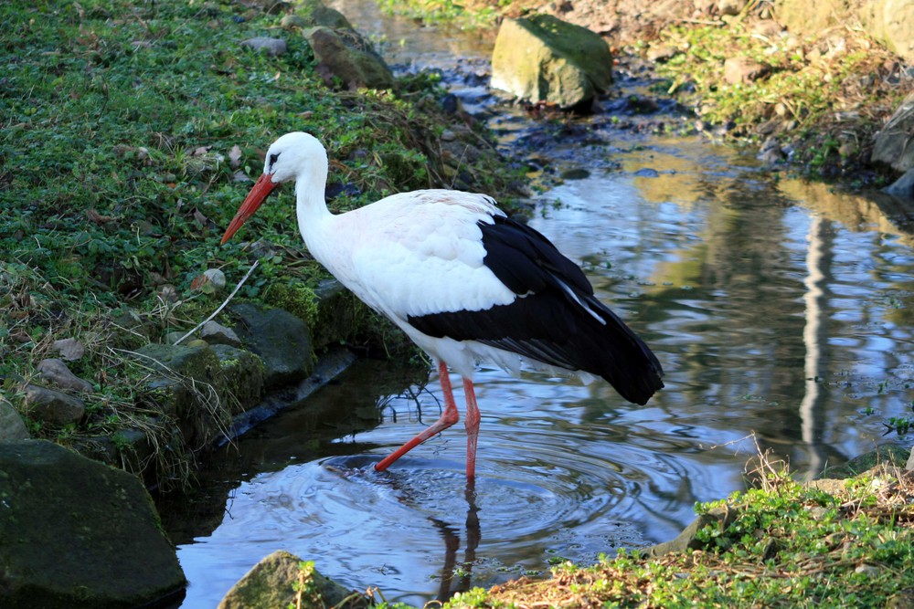 Der Storch ...