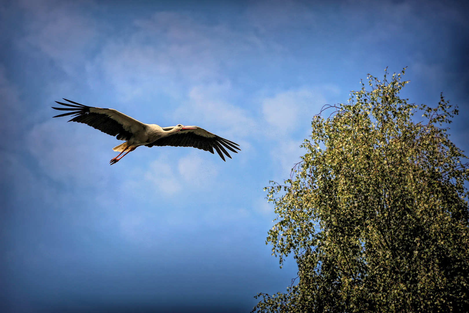 der Storch