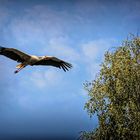 der Storch