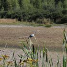 der Storch