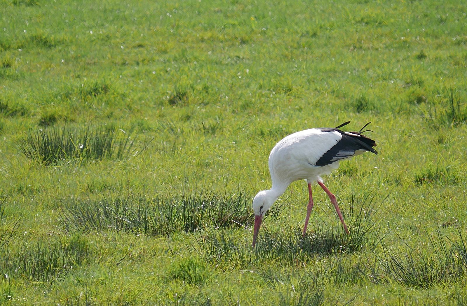 Der Storch...