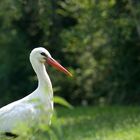 Der Storch