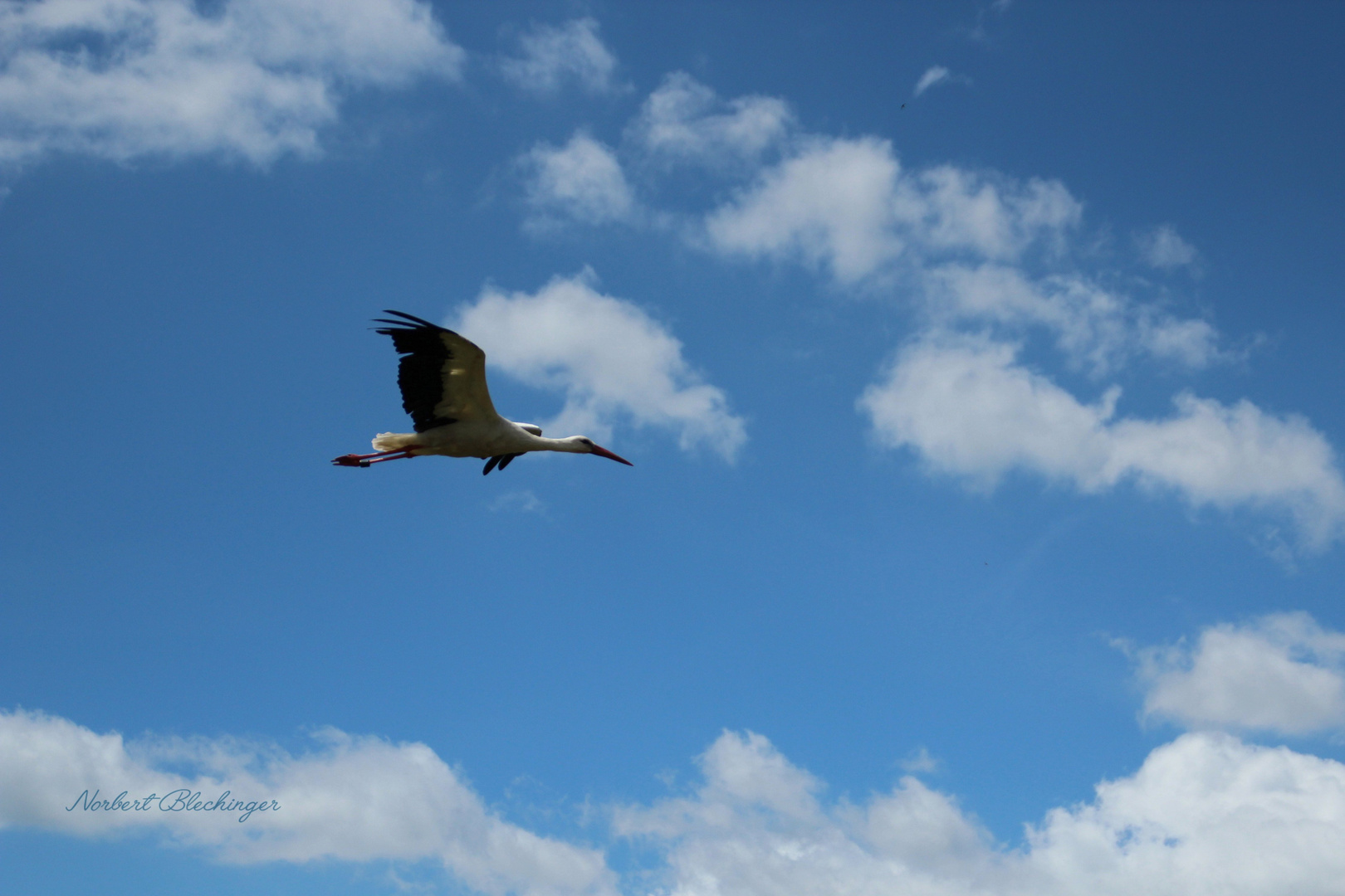 Der Storch