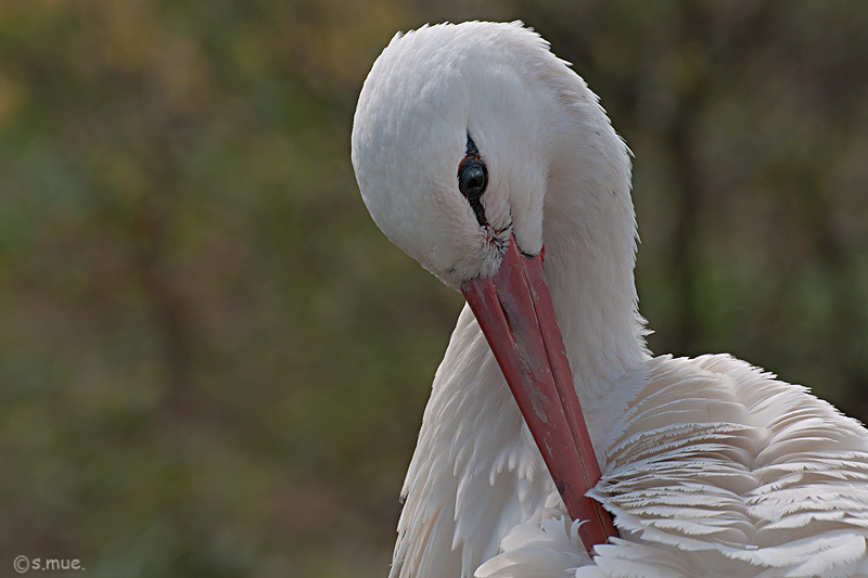 Der Storch...