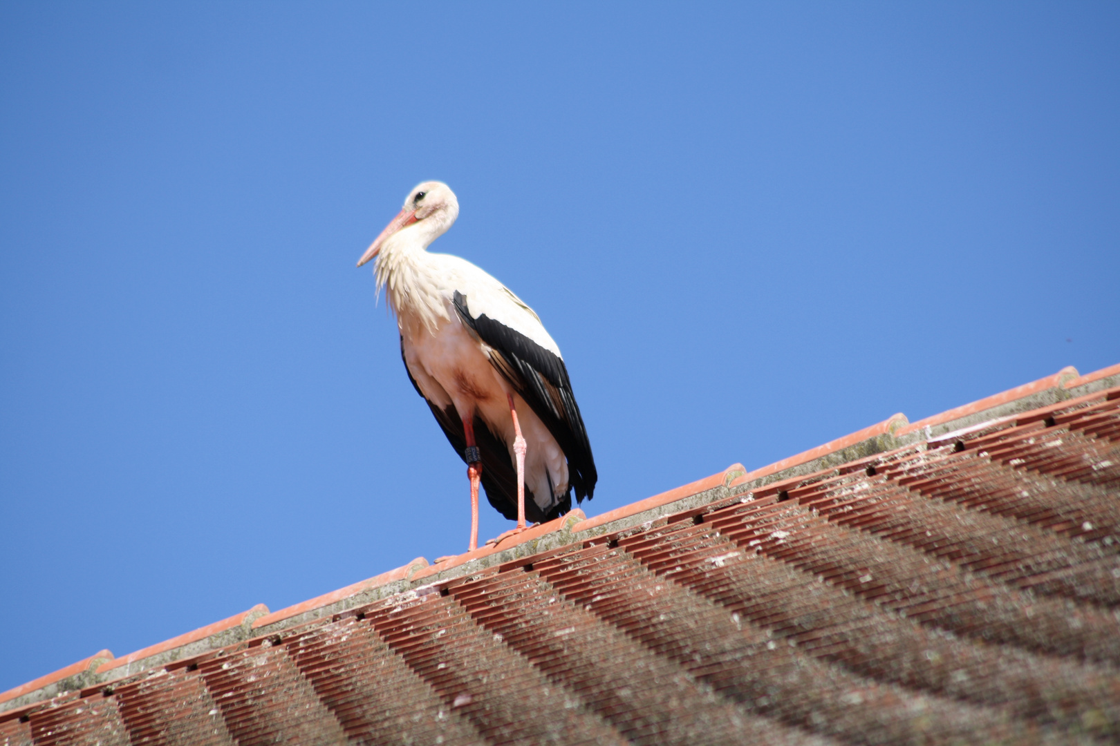 Der Storch